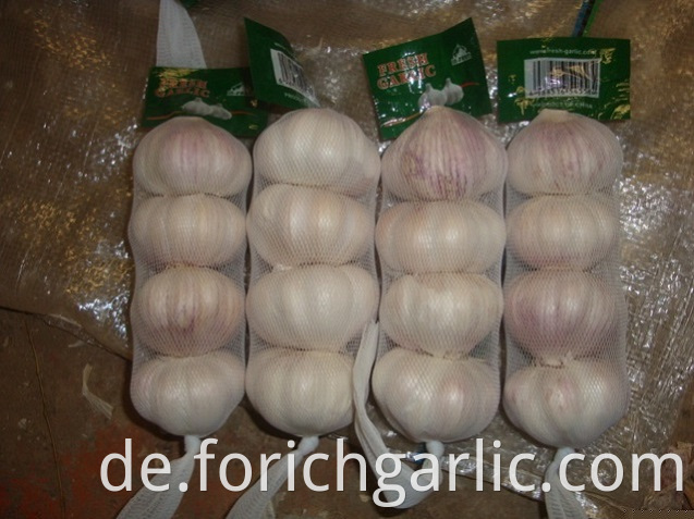 Normal White Garlic